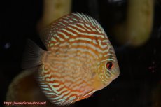 画像1: 【ディスカス】【通販】【無限の可能性を秘めた超絶激レア ストレイン】ウルトラセルーリアver2025【個体販売】12-13cm （生体）国産ディスカス　京都産 (1)