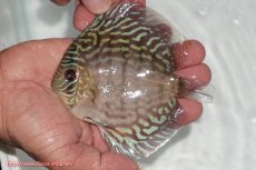 画像2: 【ディスカス】【通販】【無限の可能性を秘めた超絶激レア ストレイン】ウルトラセルーリアver2025【個体販売】12-13cm （生体）国産ディスカス　京都産 (2)