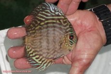 画像3: 【ディスカス】【通販】【無限の可能性を秘めた超絶激レア ストレイン】ウルトラセルーリアver2025【個体販売】12-13cm （生体）国産ディスカス　京都産 (3)