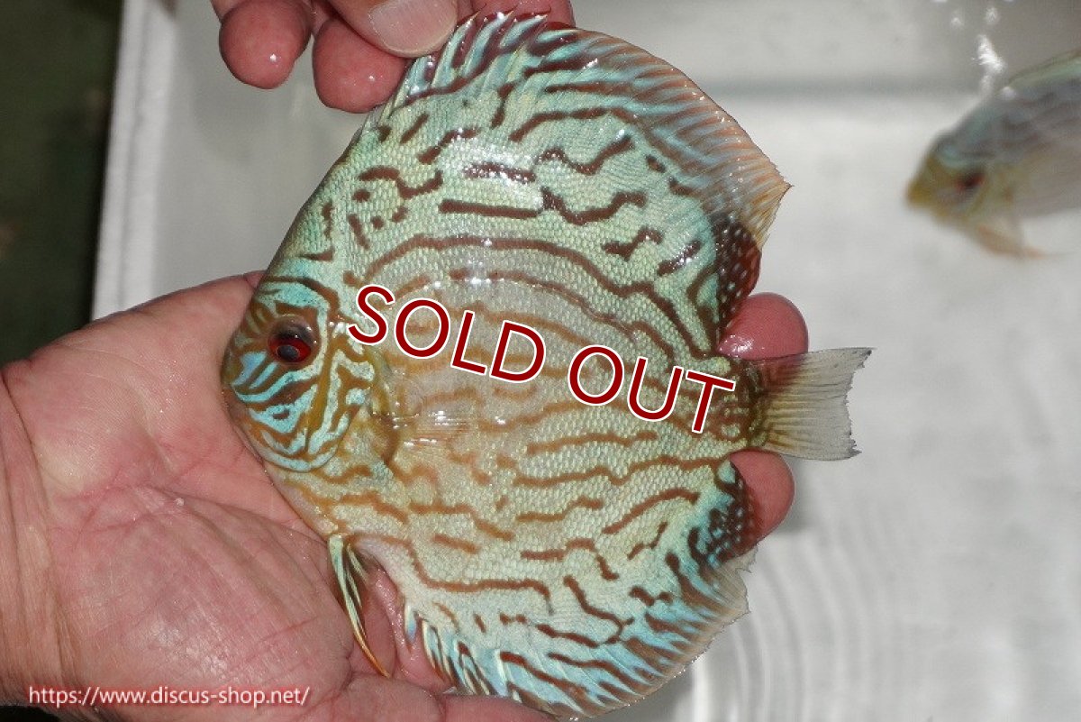 画像1: 【ディスカス】【通販】【超激レア 3年ぶりの入荷】オールドジャックワットレーセルーリア【個体販売】13-14cm （生体）国産ディスカス　京都産 (1)