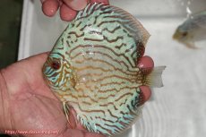 画像1: 【ディスカス】【通販】【超激レア 3年ぶりの入荷】オールドジャックワットレーセルーリア【個体販売】13-14cm （生体）国産ディスカス　京都産 (1)