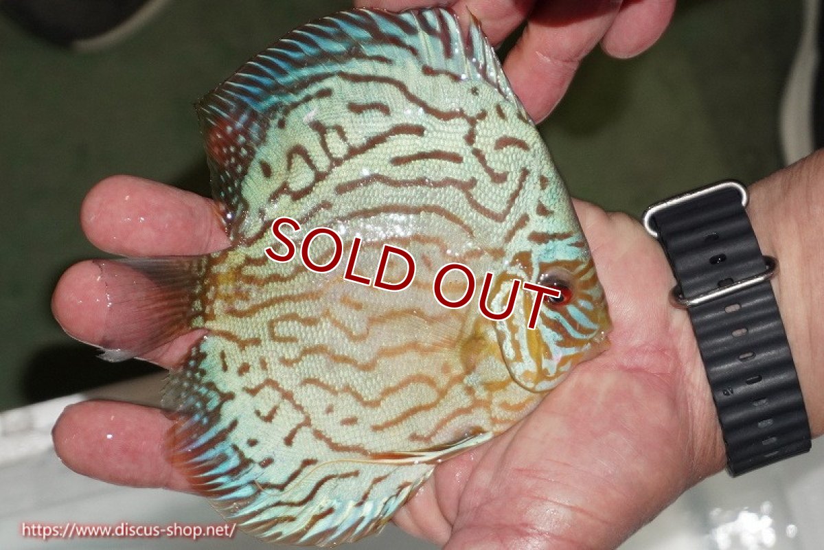 画像2: 【ディスカス】【通販】【超激レア 3年ぶりの入荷】オールドジャックワットレーセルーリア【個体販売】13-14cm （生体）国産ディスカス　京都産 (2)