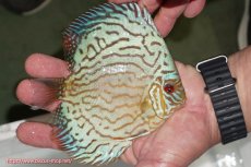 画像3: 【ディスカス】【通販】【超激レア 3年ぶりの入荷】オールドジャックワットレーセルーリア【個体販売】13-14cm （生体）国産ディスカス　京都産 (3)