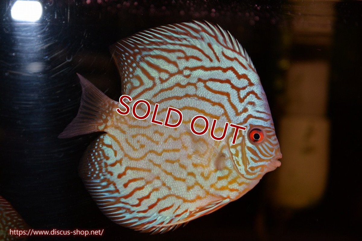 画像1: 【ディスカス】【通販】【超激レア 3年ぶりの入荷】オールドジャックワットレーセルーリア【個体販売】13-14cm （生体）国産ディスカス　京都産 (1)