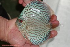 画像1: 【ディスカス】【通販】【超激レア 3年ぶりの入荷】オールドジャックワットレーセルーリア【個体販売】13-14cm （生体）国産ディスカス　京都産 (1)