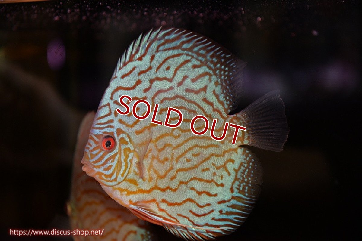 画像2: 【ディスカス】【通販】【超激レア 3年ぶりの入荷】オールドジャックワットレーセルーリア【個体販売】13-14cm （生体）国産ディスカス　京都産 (2)