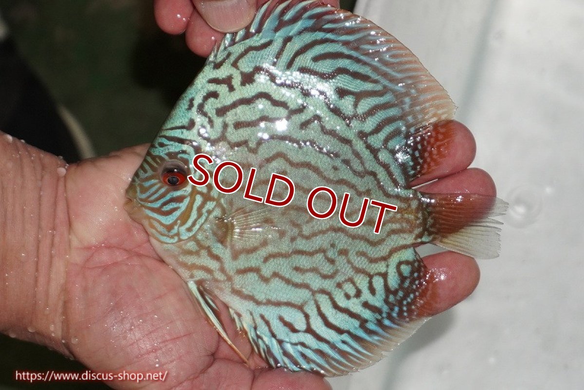 画像3: 【ディスカス】【通販】【超激レア 3年ぶりの入荷】オールドジャックワットレーセルーリア【個体販売】13-14cm （生体）国産ディスカス　京都産 (3)