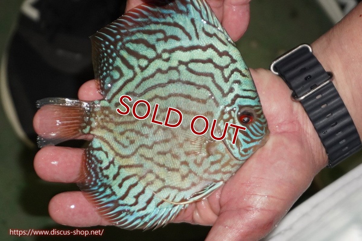 画像4: 【ディスカス】【通販】【超激レア 3年ぶりの入荷】オールドジャックワットレーセルーリア【個体販売】13-14cm （生体）国産ディスカス　京都産 (4)