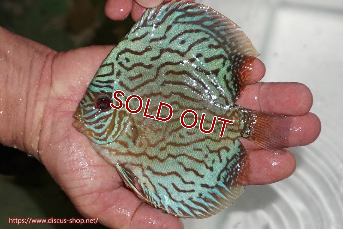 画像2: 【ディスカス】【通販】【超激レア 3年ぶりの入荷】オールドジャックワットレーセルーリア【個体販売】13-14cm （生体）国産ディスカス　京都産 (2)