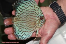 画像2: 【ディスカス】【通販】【超激レア 3年ぶりの入荷】オールドジャックワットレーセルーリア【個体販売】13-14cm （生体）国産ディスカス　京都産 (2)