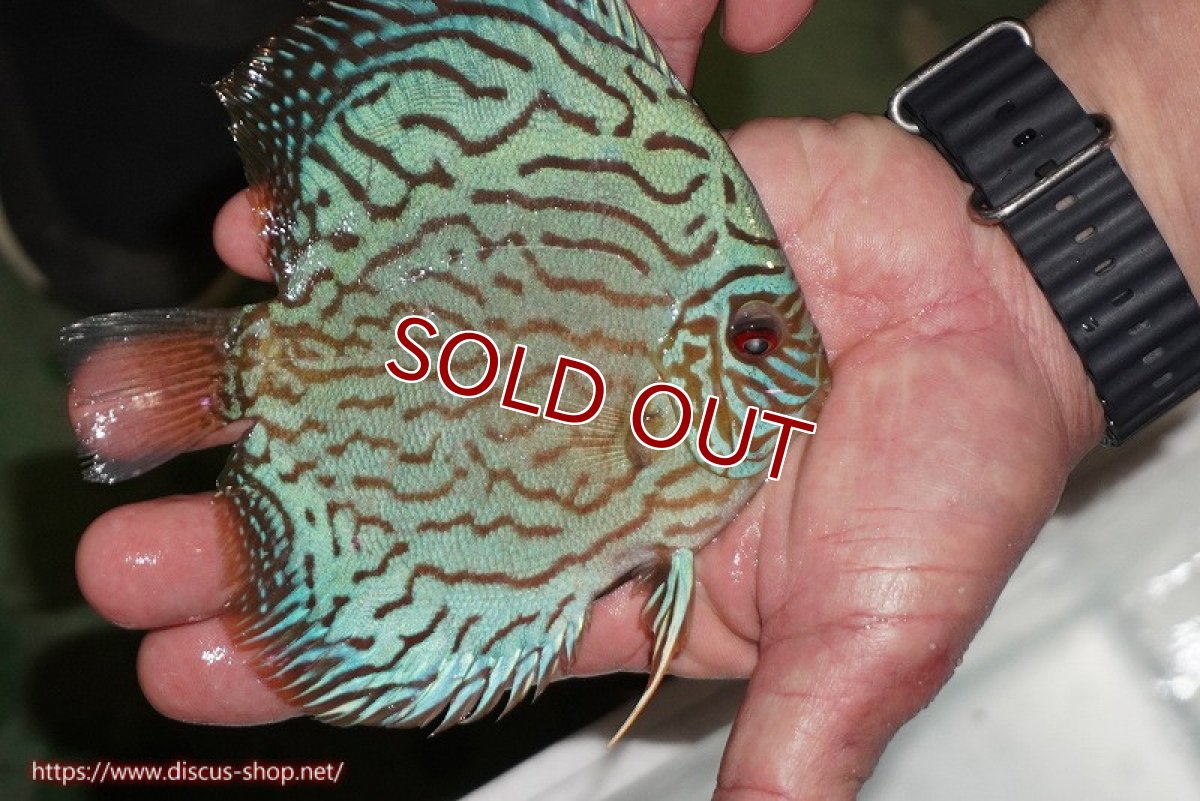 画像3: 【ディスカス】【通販】【超激レア 3年ぶりの入荷】オールドジャックワットレーセルーリア【個体販売】13-14cm （生体）国産ディスカス　京都産 (3)