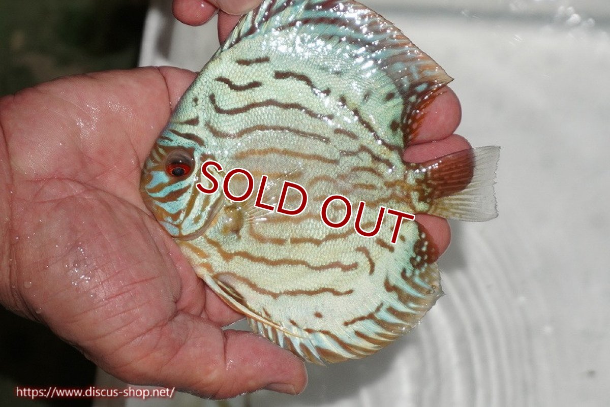 画像1: 【ディスカス】【通販】【超激レア 3年ぶりの入荷】オールドジャックワットレーセルーリア【個体販売】13-14cm （生体）国産ディスカス　京都産 (1)