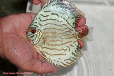 画像1: 【ディスカス】【通販】【超激レア 3年ぶりの入荷】オールドジャックワットレーセルーリア【個体販売】13-14cm （生体）国産ディスカス　京都産 (1)