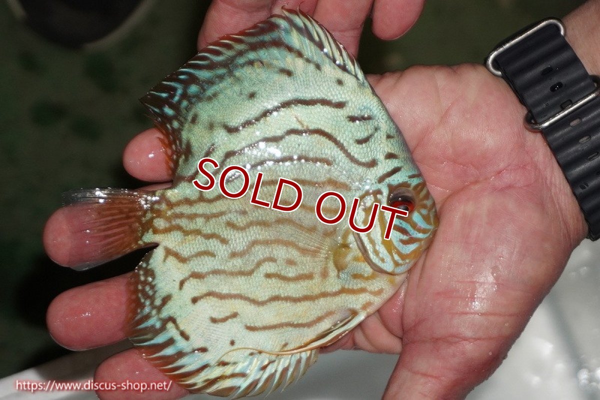 画像2: 【ディスカス】【通販】【超激レア 3年ぶりの入荷】オールドジャックワットレーセルーリア【個体販売】13-14cm （生体）国産ディスカス　京都産 (2)