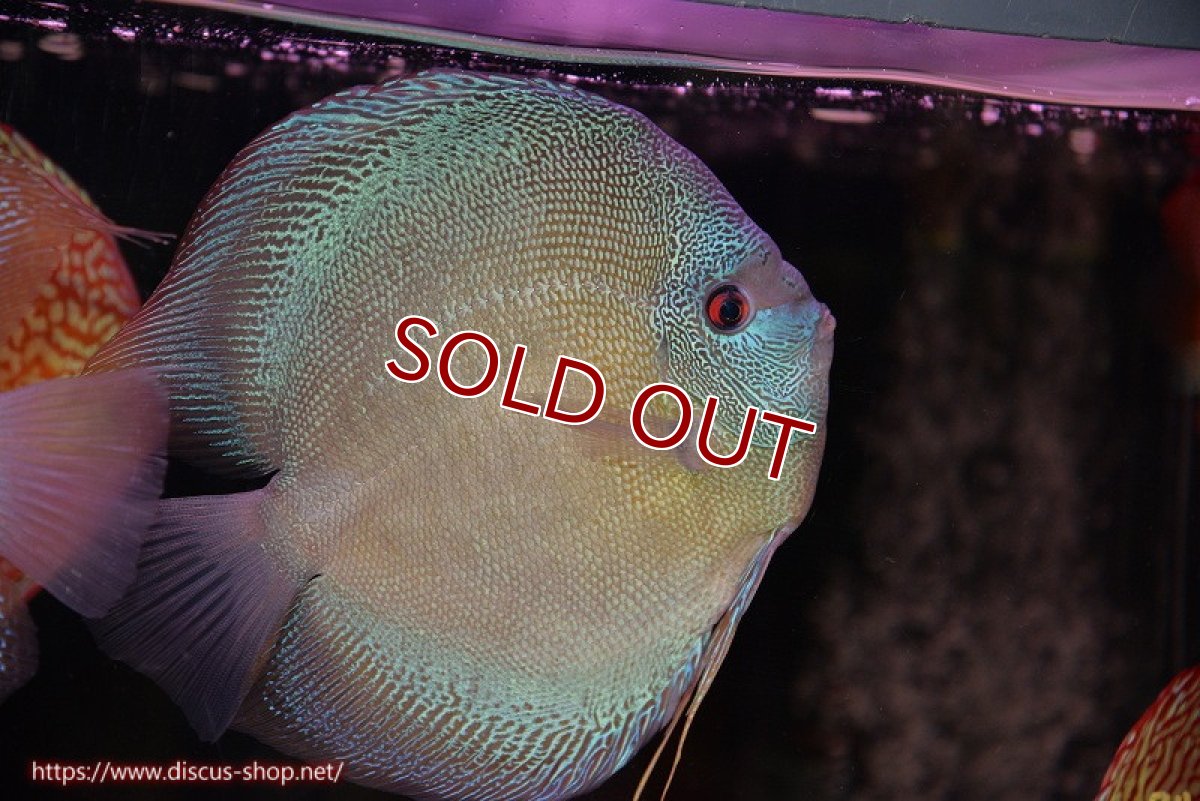 画像1: 【決算セール クーポンご利用で更に10％OFF対象商品】【ディスカス】【通販】【激レア種＆ウルトラサイズ】バティックブルースコーピオン（ハイフォーム）【個体販売】20cm（生体）マレーシア　KLディスカスファーム (1)