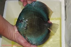 画像1: 【ディスカス】【通販】【激レア種＆ウルトラサイズ】バティックブルースコーピオン（ハイフォーム）【個体販売】20cm（生体）マレーシア　KLディスカスファーム (1)