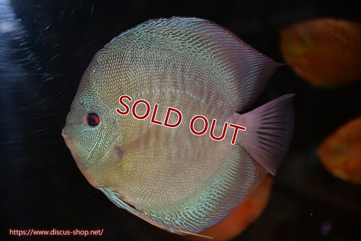 画像2: 【決算セール クーポンご利用で更に10％OFF対象商品】【ディスカス】【通販】【激レア種＆ウルトラサイズ】バティックブルースコーピオン（ハイフォーム）【個体販売】20cm（生体）マレーシア　KLディスカスファーム (2)