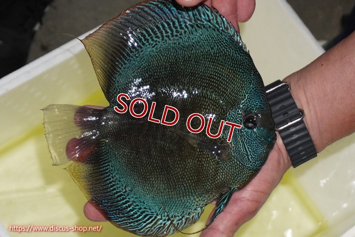 画像4: 【決算セール クーポンご利用で更に10％OFF対象商品】【ディスカス】【通販】【激レア種＆ウルトラサイズ】バティックブルースコーピオン（ハイフォーム）【個体販売】20cm（生体）マレーシア　KLディスカスファーム (4)