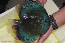 画像4: 【ディスカス】【通販】【激レア種＆ウルトラサイズ】バティックブルースコーピオン（ハイフォーム）【個体販売】20cm（生体）マレーシア　KLディスカスファーム (4)