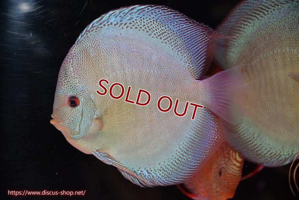 画像1: 【決算セール クーポンご利用で更に10％OFF対象商品】【ディスカス】【通販】【激レア種＆ウルトラサイズ】バティックブルースコーピオン（ハイフォーム）【個体販売】18cm（生体）マレーシア　KLディスカスファーム (1)