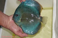 画像1: 【ディスカス】【通販】【激レア種＆ウルトラサイズ】バティックブルースコーピオン（ハイフォーム）【個体販売】18cm（生体）マレーシア　KLディスカスファーム (1)