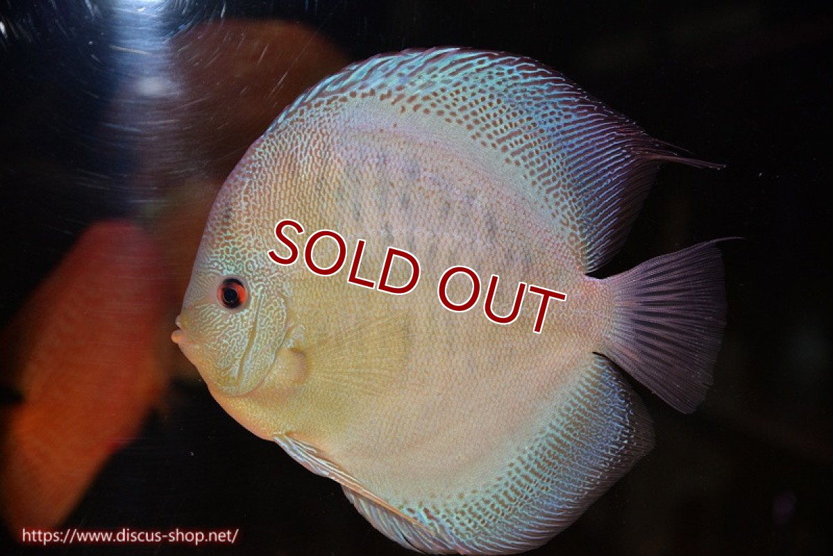 画像2: 【決算セール クーポンご利用で更に10％OFF対象商品】【ディスカス】【通販】【激レア種＆ウルトラサイズ】バティックブルースコーピオン（ハイフォーム）【個体販売】18cm（生体）マレーシア　KLディスカスファーム (2)