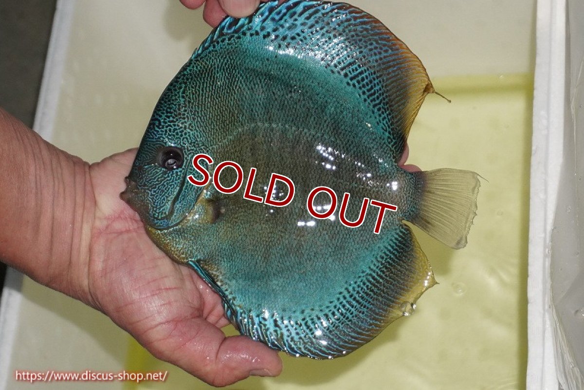 画像3: 【決算セール クーポンご利用で更に10％OFF対象商品】【ディスカス】【通販】【激レア種＆ウルトラサイズ】バティックブルースコーピオン（ハイフォーム）【個体販売】18cm（生体）マレーシア　KLディスカスファーム (3)