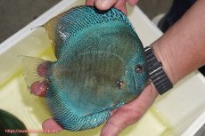 画像4: 【ディスカス】【通販】【激レア種＆ウルトラサイズ】バティックブルースコーピオン（ハイフォーム）【個体販売】18cm（生体）マレーシア　KLディスカスファーム (4)