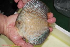 画像1: 【ディスカス】【通販】アルタムブルースネーク（ハイフォーム）【個体販売】13-14cm（生体）マレーシア　NAディスカスファーム (1)