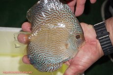 画像3: 【ディスカス】【通販】アルタムブルースネーク（ハイフォーム）【個体販売】13-14cm（生体）マレーシア　NAディスカスファーム (3)