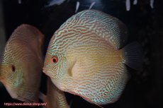 画像1: 【ディスカス】【通販】アルタムブルースネーク（ハイフォーム）【個体販売】13-14cm（生体）マレーシア　NAディスカスファーム (1)