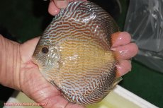 画像2: 【ディスカス】【通販】アルタムブルースネーク（ハイフォーム）【個体販売】13-14cm（生体）マレーシア　NAディスカスファーム (2)