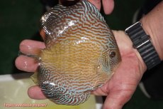 画像3: 【ディスカス】【通販】アルタムブルースネーク（ハイフォーム）【個体販売】13-14cm（生体）マレーシア　NAディスカスファーム (3)