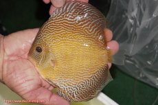 画像1: 【ディスカス】【通販】アルタムブルースネーク（ハイフォーム）【個体販売】13-14cm（生体）マレーシア　NAディスカスファーム (1)