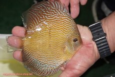 画像2: 【ディスカス】【通販】アルタムブルースネーク（ハイフォーム）【個体販売】13-14cm（生体）マレーシア　NAディスカスファーム (2)