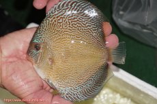 画像1: 【ディスカス】【通販】アルタムブルースネーク（ハイフォーム）【個体販売】13-14cm（生体）マレーシア　NAディスカスファーム (1)