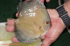 画像2: 【ディスカス】【通販】アルタムブルースネーク（ハイフォーム）【個体販売】13-14cm（生体）マレーシア　NAディスカスファーム (2)