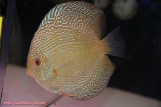 画像1: 【ディスカス】【通販】アルタムブルースネーク（ハイフォーム）【個体販売】13-14cm（生体）マレーシア　NAディスカスファーム (1)