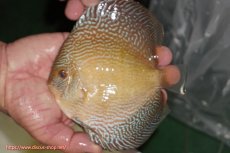 画像2: 【ディスカス】【通販】アルタムブルースネーク（ハイフォーム）【個体販売】13-14cm（生体）マレーシア　NAディスカスファーム (2)