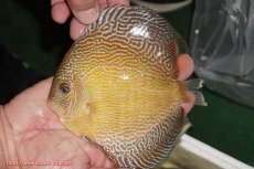 画像1: 【ディスカス】【通販】アルタムブルースネーク（ハイフォーム）【個体販売】13-14cm（生体）マレーシア　NAディスカスファーム (1)