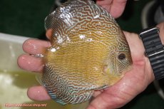 画像2: 【ディスカス】【通販】アルタムブルースネーク（ハイフォーム）【個体販売】13-14cm（生体）マレーシア　NAディスカスファーム (2)