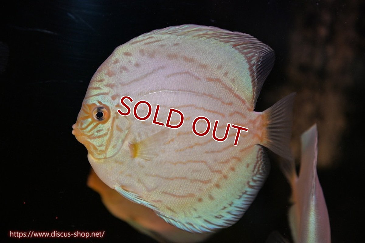 画像1: 【ディスカス】【通販】リフレクションDコバルト（ハイフォーム　ラインパターン）【個体販売】12cm（生体）マレーシア　NAディスカスファーム (1)