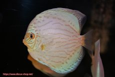 画像1: 【ディスカス】【通販】リフレクションDコバルト（ハイフォーム　ラインパターン）【個体販売】12cm（生体）マレーシア　NAディスカスファーム (1)