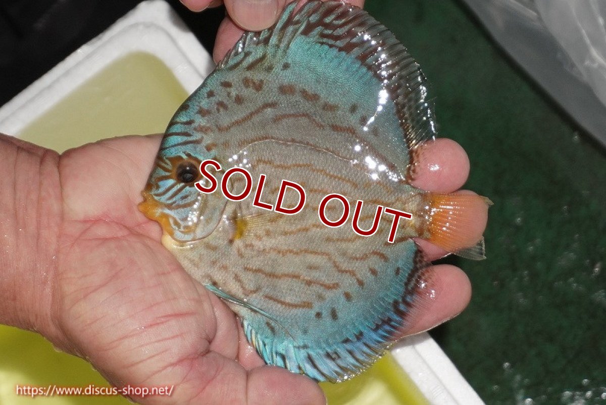 画像2: 【ディスカス】【通販】リフレクションDコバルト（ハイフォーム　ラインパターン）【個体販売】12cm（生体）マレーシア　NAディスカスファーム (2)
