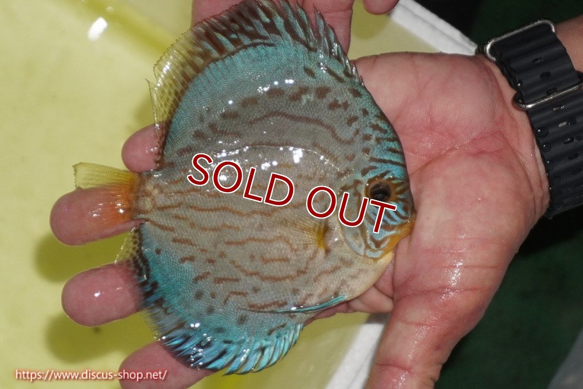 画像3: 【ディスカス】【通販】リフレクションDコバルト（ハイフォーム　ラインパターン）【個体販売】12cm（生体）マレーシア　NAディスカスファーム (3)