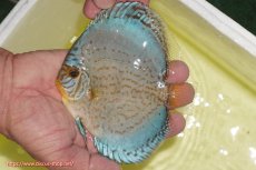 画像1: 【ディスカス】【通販】リフレクションDコバルト（ハイフォーム　ラインパターン）【個体販売】12cm（生体）マレーシア　NAディスカスファーム (1)