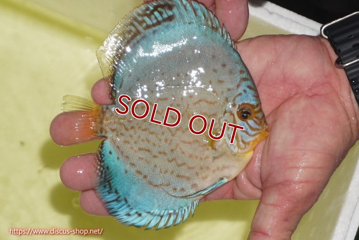 画像2: 【ディスカス】【通販】リフレクションDコバルト（ハイフォーム　ラインパターン）【個体販売】12cm（生体）マレーシア　NAディスカスファーム (2)