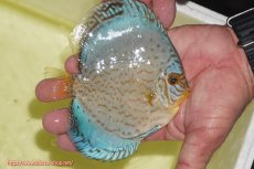 画像2: 【ディスカス】【通販】リフレクションDコバルト（ハイフォーム　ラインパターン）【個体販売】12cm（生体）マレーシア　NAディスカスファーム (2)