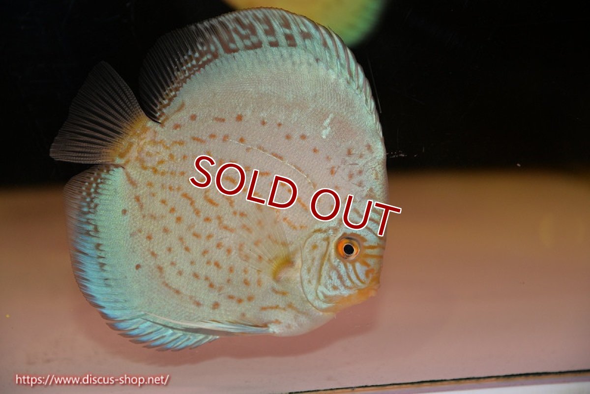 画像1: 【ディスカス】【通販】リフレクションDコバルト（ハイフォーム　ラインパターン）【個体販売】12cm（生体）マレーシア　NAディスカスファーム (1)