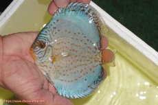 画像2: 【ディスカス】【通販】リフレクションDコバルト（ハイフォーム　ラインパターン）【個体販売】12cm（生体）マレーシア　NAディスカスファーム (2)